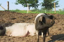 Lade das Bild in den Galerie-Viewer, Weidesattelschwein vom Hof Zernino bei Oberlecker