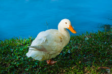 Lade das Bild in den Galerie-Viewer, Entenbarten, Weihnachtsente von Oberlecker