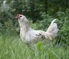 Lade das Bild in den Galerie-Viewer, DAS BRATHÄNCHEN | saftiges Brathähnchen von Onkel Hasso