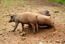 Lade das Bild in den Galerie-Viewer, KOTELETT | Steak vom Freilandschwein Duroc ca. 4 cm dick geschnitten mit extra Fettrand
