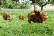 Lade das Bild in den Galerie-Viewer, Highlander aus dem Recknitztal von Oberlecker
