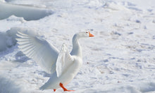 Lade das Bild in den Galerie-Viewer, DIE GANS |  saftige Gans aufgezogen wie zu Omas Zeiten aus Pripsleben
