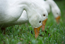 Lade das Bild in den Galerie-Viewer, DIE GANS |  saftige Gans aufgezogen wie zu Omas Zeiten aus Pripsleben
