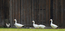 Lade das Bild in den Galerie-Viewer, DIE GANS |  saftige Gans aufgezogen wie zu Omas Zeiten aus Pripsleben
